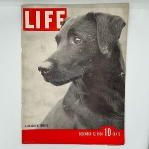 Labrador Retriever LIFE Magazine December 1938